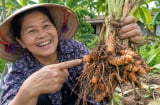 Cách trồng nghệ củ cái to chắc, đẻ nhiều nhánh con