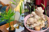 Cách trồng gừng đẻ nhiều nhánh con