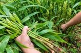 Cách trồng gừng ra hoa, đẻ nhánh quanh năm