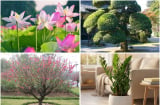 Bốc chọn 1 loài cây bạn ấn tượng nhất