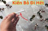 Mẹo đuổi kiến với nguyên liệu sẵn có trong bếp