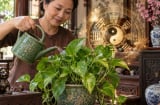 Tuổi nào hợp trồng cây trầu bà nhất?