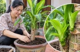 Cách trồng Thiết Mộc Lan nhanh trổ mầm, ra lá dày