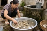 Cách ngâm nghêu, sò sạch cát, béo mũm