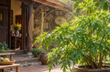3 mệnh hợp trồng Đinh Lăng, Tiền tăng Lộc đến