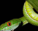 Phát hiện loài rắn lục mắt hồng ngọc tại Việt Nam