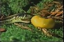 Video: Ốc sên khổng lộ hạ gục rắn độc