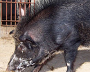 Mãnh thú lợn rừng bị giết thịt trả thù cho 20 con chó nhà?