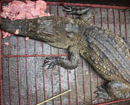 Cận cảnh cá sấu nặng 12kg bắt được trong mương nước Hà Nội