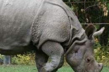 Tuyệt chủng Tê giác một sừng ở Việt Nam – Mọi người đều có lỗi?