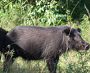 Quảng Bình: Lợn rừng thoát bẫy cắn đứt gân 2 người