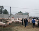 Dân vây trang trại, thả lợn đầy đồng