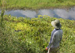 Kỳ thú chuyện câu cá trong rừng U Minh Thượng