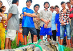 Chùm ảnh: Dân Cà Mau bắt trói cá sấu như bắt cua