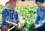 Quảng Ninh: Ồ ạt chặt cây rừng lấy lá bán cho TQ