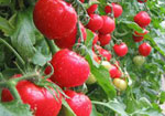 Cà chua chín nhanh, đẹp, không thối nhờ hóa chất lạ