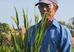 Long An: Nhà khoa học Việt thuê TS Trung Quốc trồng lúa