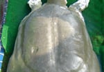 Đang nghiên cứu đề xuất ’Cụ’ Rùa làm Bảo vật quốc gia