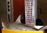Bày bán cá mập, cá sấu trên vỉa hè Hà Nội
