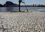 65 tấn cá chết phủ trắng địa điểm thi Olympic 2016