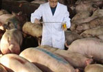 Công nghệ nuôi lợn bằng thuốc kháng sinh tại Trung Quốc
