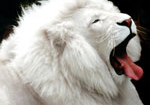 Ấn tượng với vẻ đẹp của sư tử trắng