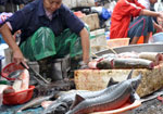 TQ phát triển virus chết người, tuồn cá, ếch vào Việt Nam