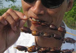 Thế giới chứng minh người Việt ăn tuốt tuột siêu sáng suốt