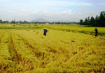 Tử vong do say nắng khi đang gặt lúa