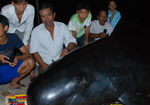 Hàng trăm người nghỉ đi biển để chịu tang cá voi