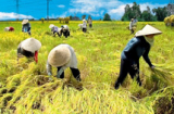 Nghịch lý nông dân Việt Nam siêu lãng phí