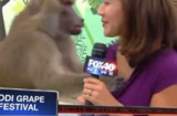 Khỉ cười với máy quay, tay sờ vòng một nữ phóng viên