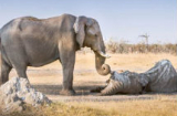 Voi cái ôm ngà voi đực đã chết hàng giờ