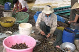 Dân lại thả nuôi ốc bươu vàng bán cho Trung Quốc