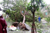 Bí thư Đà Nẵng: Vì sao 95% cây xanh đổ trong bão?