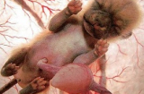 Ấn tượng những bào thai động vật sơ sinh