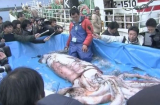 Nhật Bản: Bắt được mực khổng lồ 100 kg