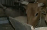 Video: 1 độ C, trâu bò ở Sa Pa chết hàng loạt