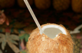 Lợi ích tuyệt vời của nước dừa