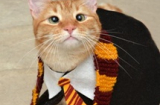 Chú mèo Jarvis P. Weasley trở thành ngôi sao nhờ đôi mắt lác
