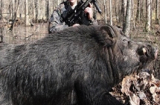 Hạ gục lợn rừng 'khủng' nặng 227 kg