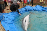 Quảng Nam: Cá heo gần 100 kg trôi dạt vào bờ