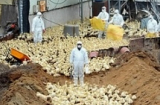 Hàn Quốc: 'Tàn sát' 10,1 triệu con gia cầm để diệt dịch cúm