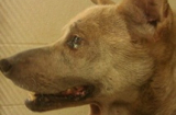 Chú chó có hai khối u giống tinh hoàn treo trước cổ
