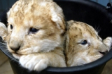 Vườn thú Đan Mạch giết chết 4 con sư tử con
