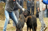 Khiếp sợ cảnh chọi chó đẫm máu tại Trung Quốc
