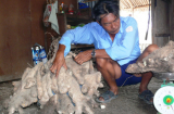 Cà Mau: Đào được khoai khổng lồ nặng 64 kg