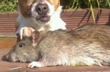Chuột khổng lồ to gần bằng con chó nhà