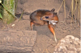 Ngắm loài hươu chỉ nhỏ bằng...chuột hamster