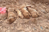 Phẫn nộ cảnh 100 chú chó bị chôn sống tập thể